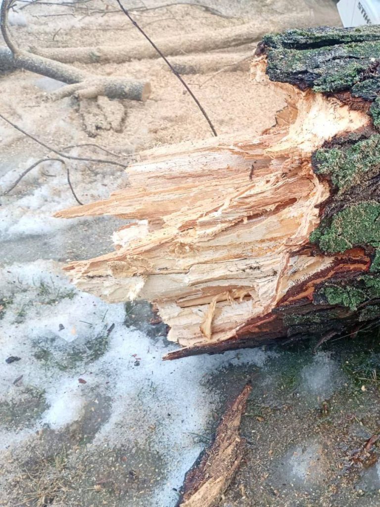 дерево упало в Харькове