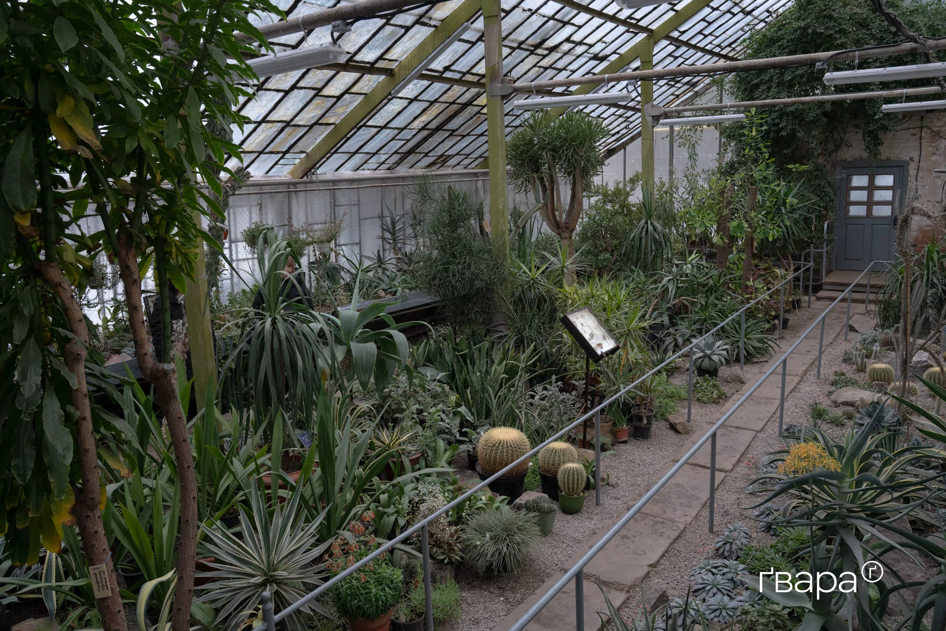 зображення до посту: Як Харківський ботанічний сад пережив цю зиму — фото