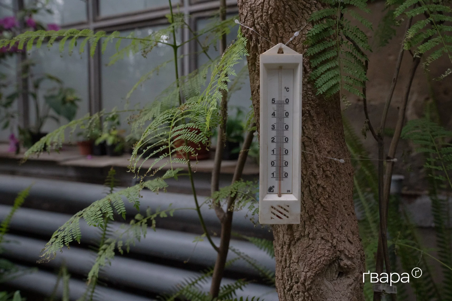 зображення до посту: Як Харківський ботанічний сад пережив цю зиму — фото