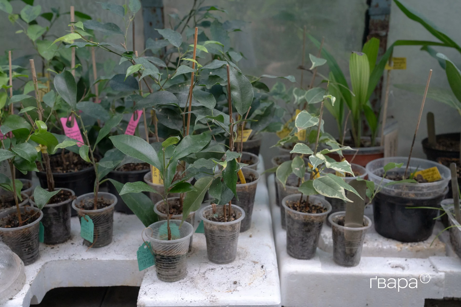 зображення до посту: Як Харківський ботанічний сад пережив цю зиму — фото