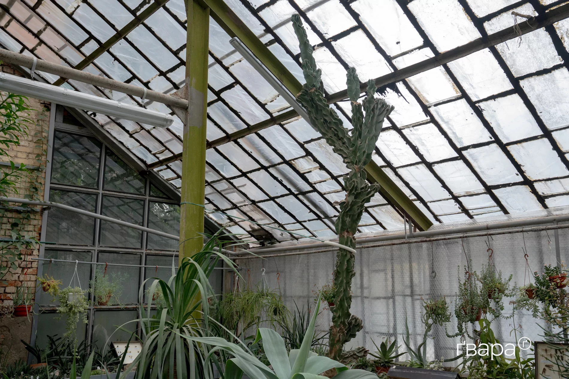 зображення до посту: Як Харківський ботанічний сад пережив цю зиму — фото