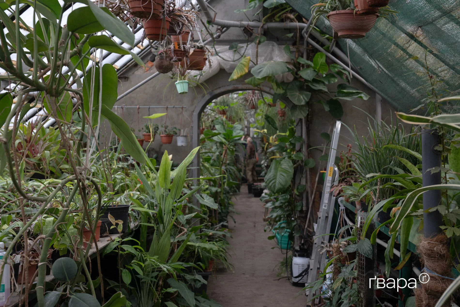 зображення до посту: Як Харківський ботанічний сад пережив цю зиму — фото