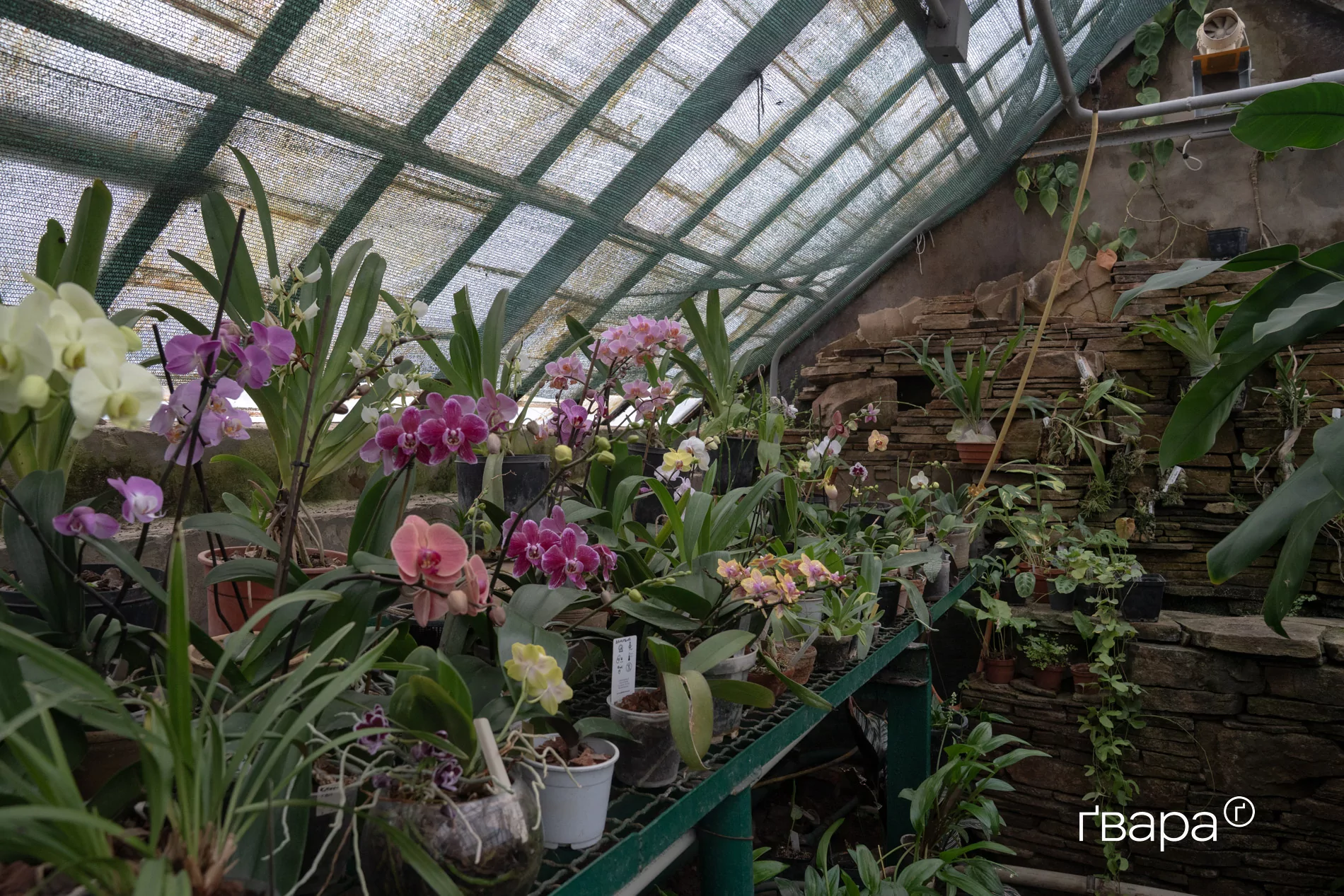 зображення до посту: Як Харківський ботанічний сад пережив цю зиму — фото