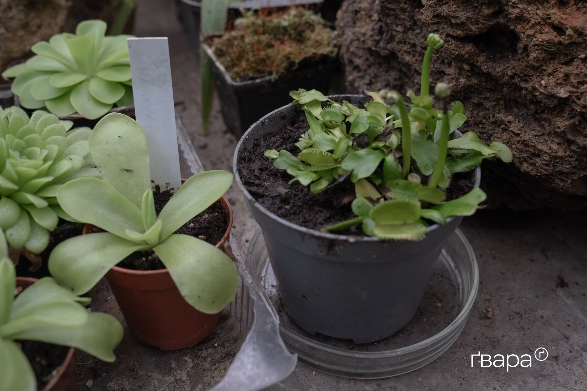 зображення до посту: Як Харківський ботанічний сад пережив цю зиму — фото