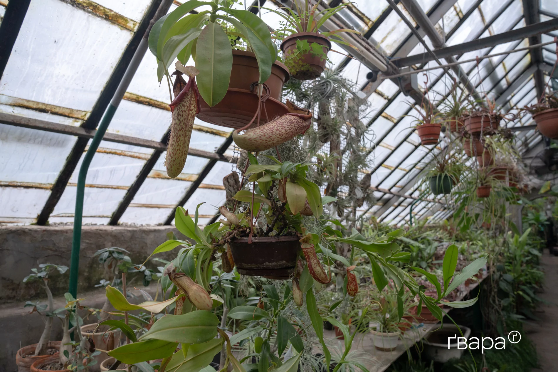 зображення до посту: Як Харківський ботанічний сад пережив цю зиму — фото