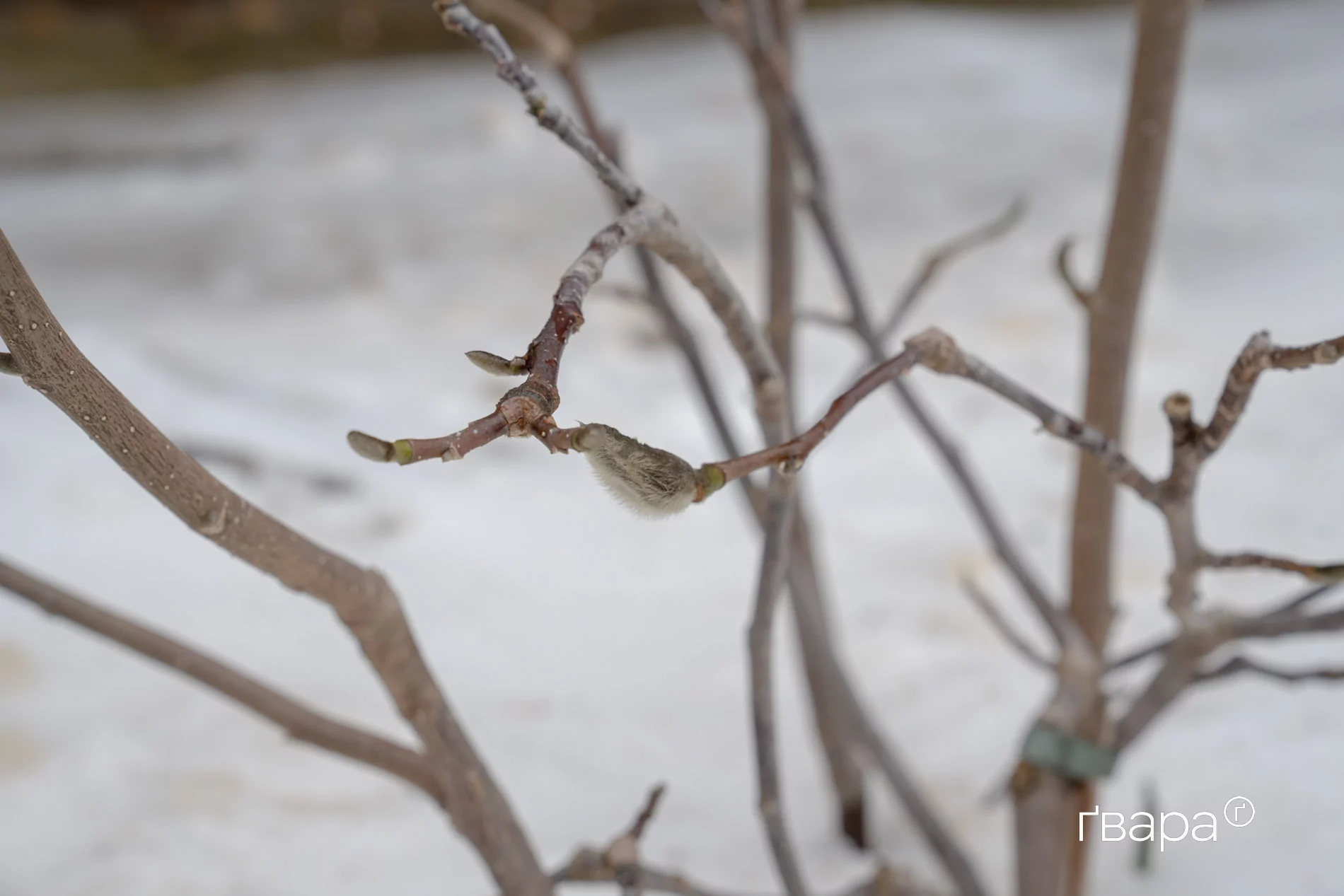 зображення до посту: Як Харківський ботанічний сад пережив цю зиму — фото