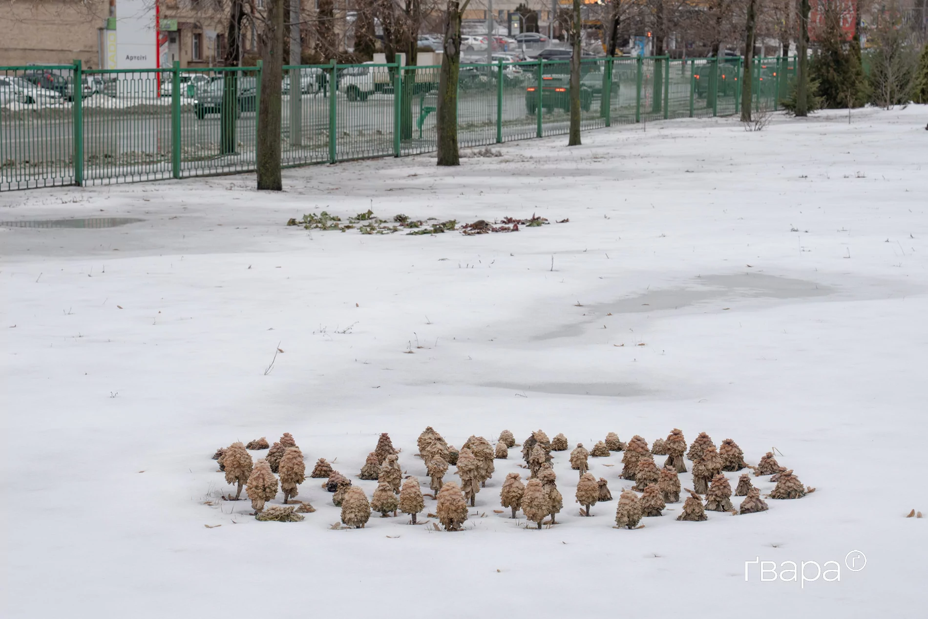 зображення до посту: Як Харківський ботанічний сад пережив цю зиму — фото