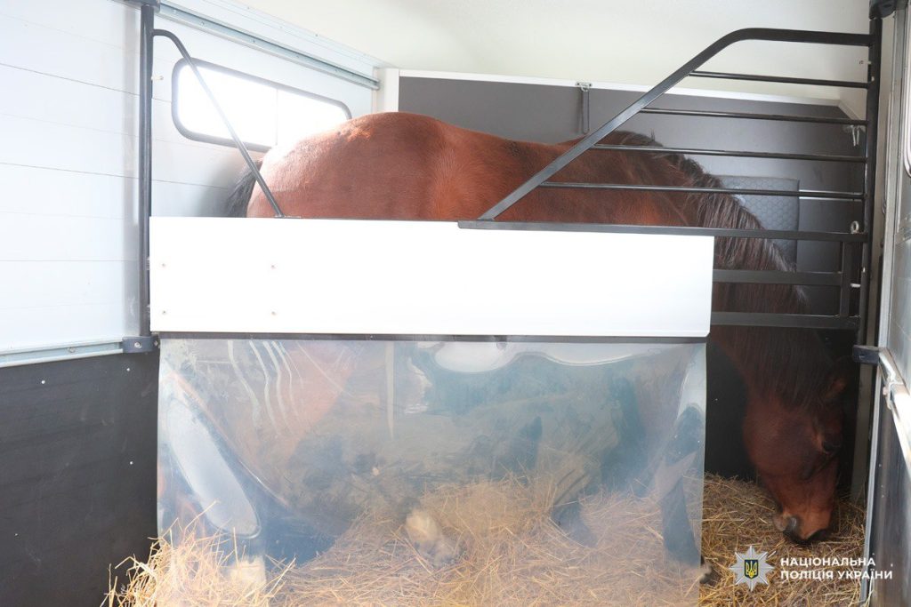 Коні в полі