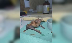 У харківській квартирі виявили 900 кажанів, які зимували там кілька років (відео)