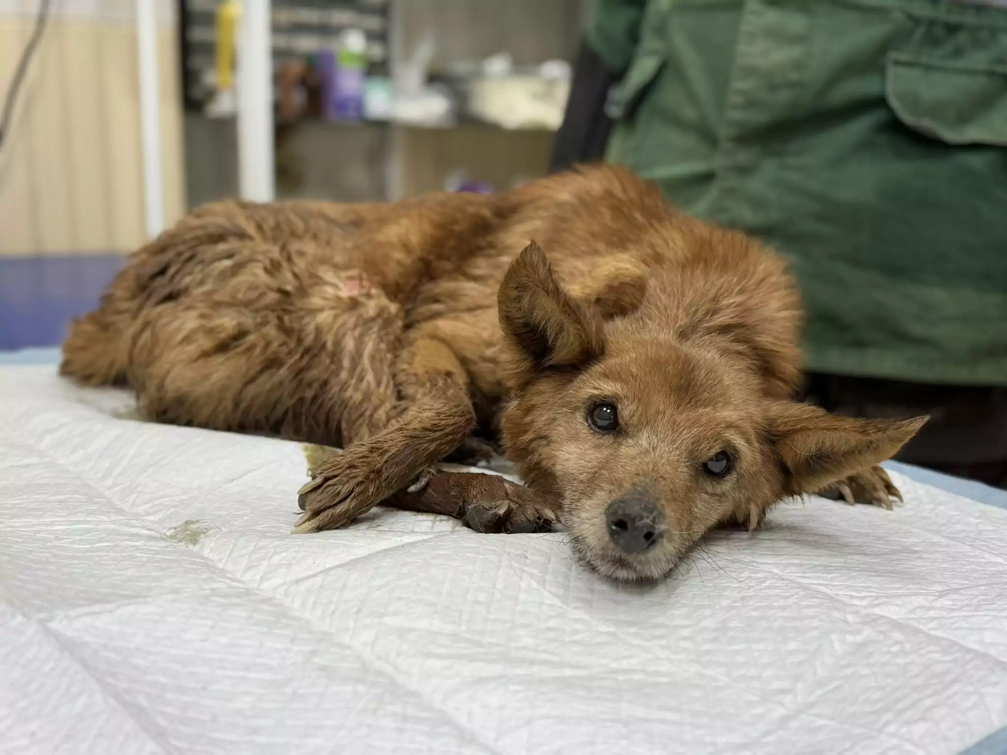 У Харкові з вогню врятували двох песиків