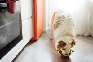 Почему ответственные владельцы выбирают качественный корм для собак: опыт клиентов Zootovary