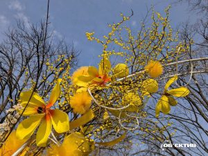 Останній сплеск тепла перед похолоданням — прогноз погоди для Харкова та області на 13 березня