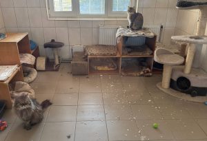 Вночі дрони пошкодили харківський Центр поводження з тваринами (фото)