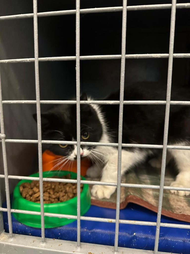 Кішка в нашийнику