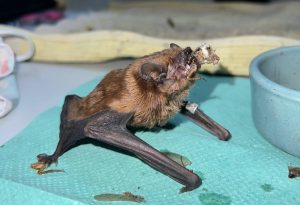 Фахівці розкрили подробиці тижневої операції порятунку понад 900 кажанів у Харкові