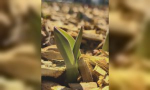 У Харкові розквітають перші весняні квіти (фото)