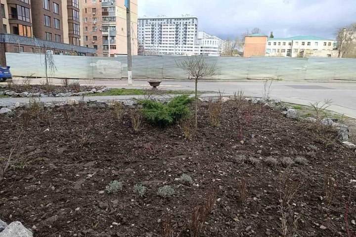 У Харкові з клумб зникли сосни, віоли та тюльпани — місцеві повідомляють про крадіжки