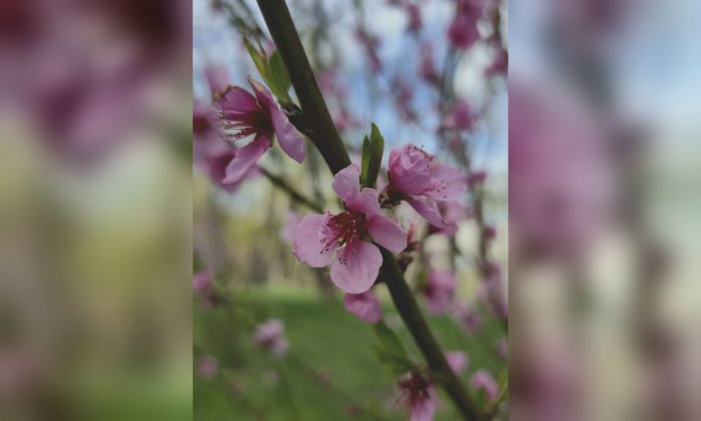 Тернопільська волонтерка подарувала персикові саджанці — у Харкові вони зацвіли (фото)