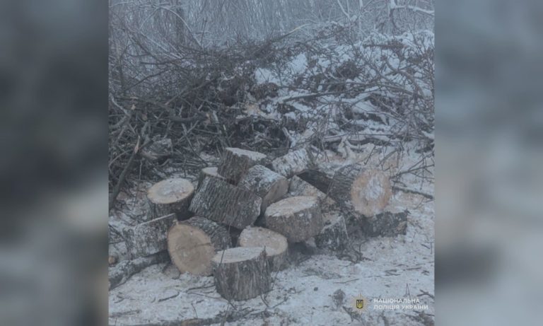 У Харківській області судитимуть причетних до вирубки дерев на 117 тисяч гривень