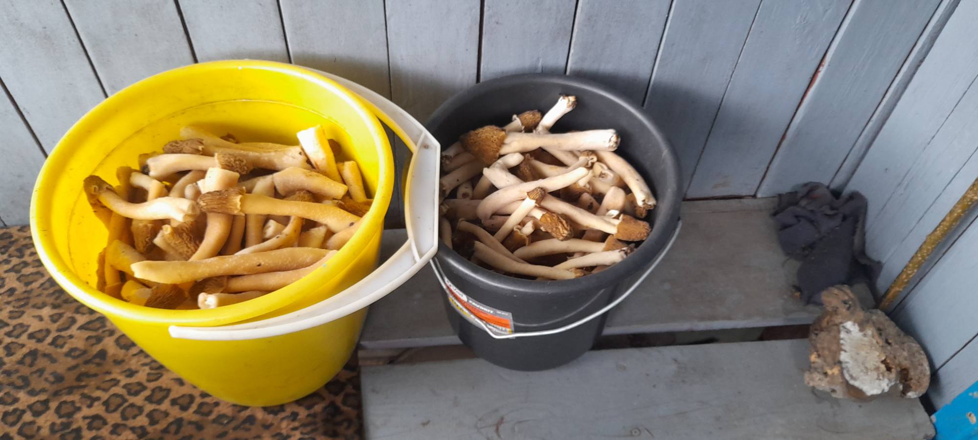 зібрані гриби із лісів під Мерчиком