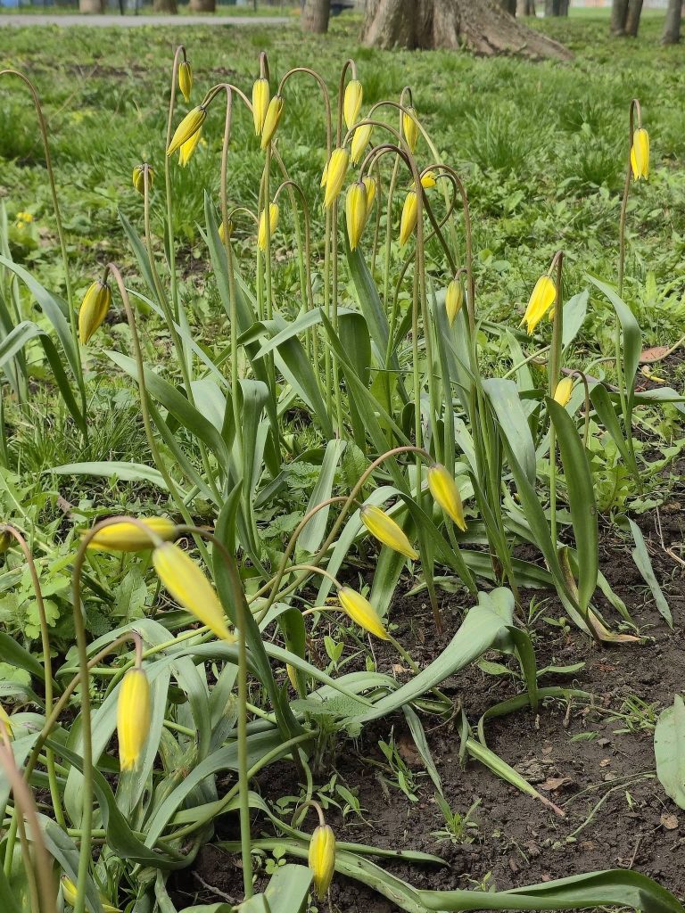 краснокнижные тюльпаны расцвели в Харькове
