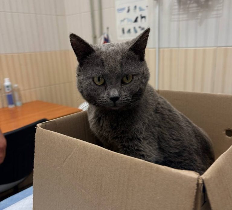 У Харкові провели операцію й врятували тяжко пораненого кота з Куп’янська