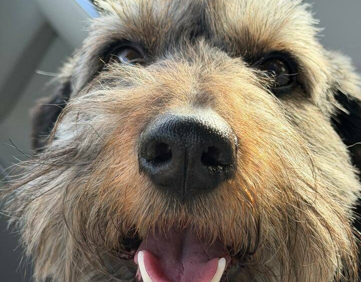 Харківський врятований пес Боцман почав нове життя з родиною в Італії