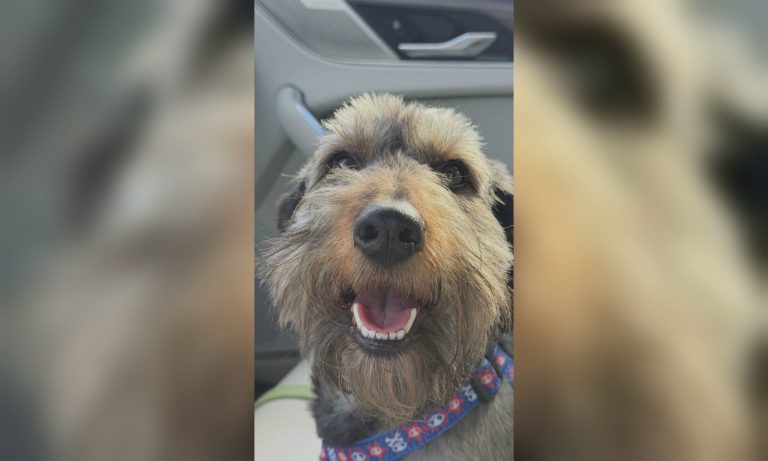 Собака, врятований під час пожежі в Харкові, знайшов нове життя під італійським сонцем (фото)