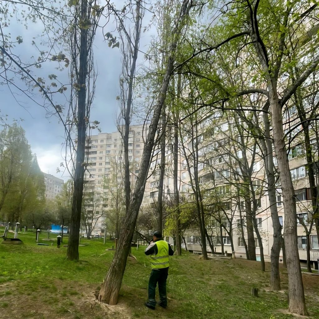 прибране дерево після негоди в Харкові