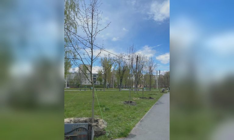 У Харкові висадили нову алею лип — де саме посадили дерева (фото)