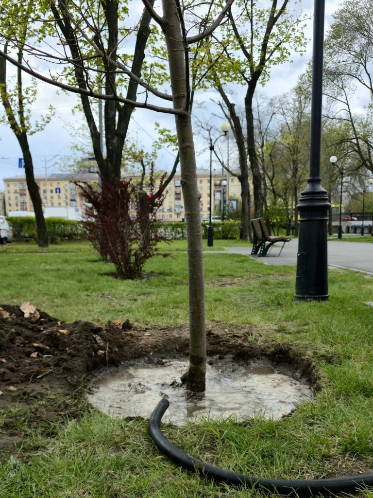 деревья на набережной в Харькове