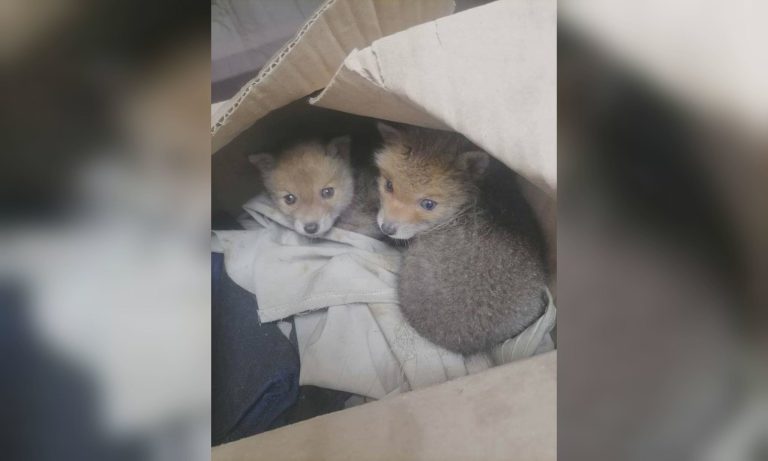 На Харківщині в коробці виявили підкинутих енергетикам — кого знайшли (фото)