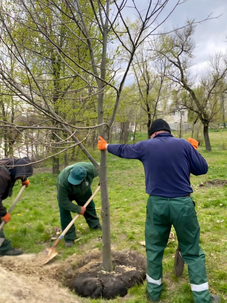 алея лип у Харкові