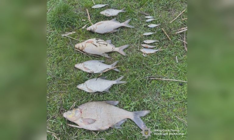 Масова загибель риби в річці на Харківщині: що встановили екологи й поліція