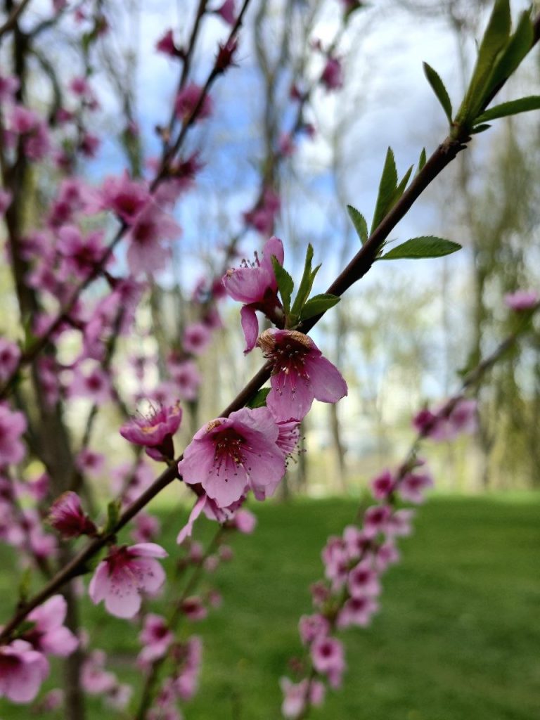 Персики цвітуть у Харкові