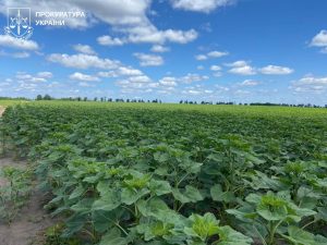 На Харківщині через перетворення пасовища на соняшникове поле розгорівся судовий спір