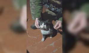 Дрон пролетів кілометри — на Харківщині ним врятували тварин (відео)