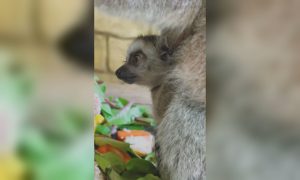 У екопарку під Харковом з’явилося поповнення — хто народився (відео)