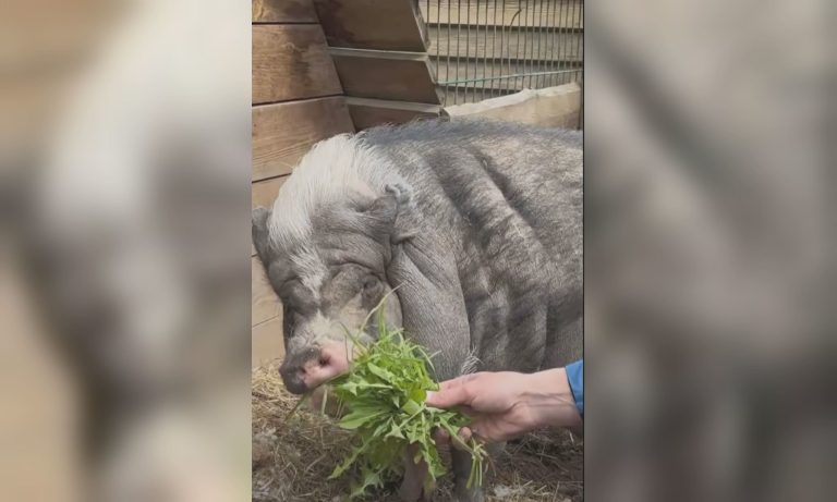 ‘Бігбос’ з Дніпра засвітився в екопарку під Харковом і викликав ажіотаж 📹