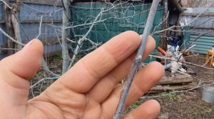 Харківський агроном пояснив, як вирішити найпоширеніше весняне питання садівників (відео)