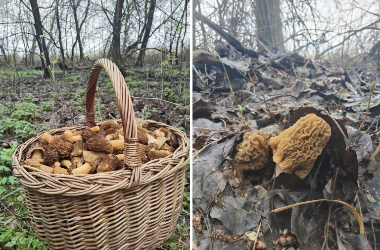 Хоч і холодно, харківські грибники не здаються: що знаходять у лісах (фото)