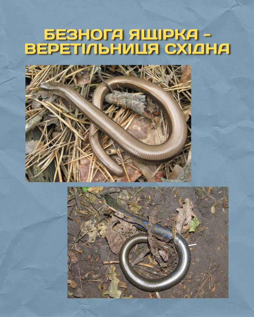 Веретільниця (безнога ящірка)