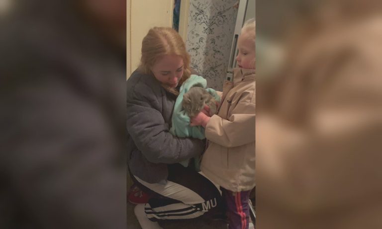 Після чотирьох діб без їжі й води у Харкові зняли з дерева втомленого кота (фото, відео)