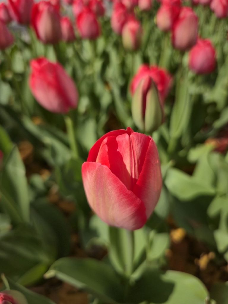 тюльпаны расцвели в Харькове