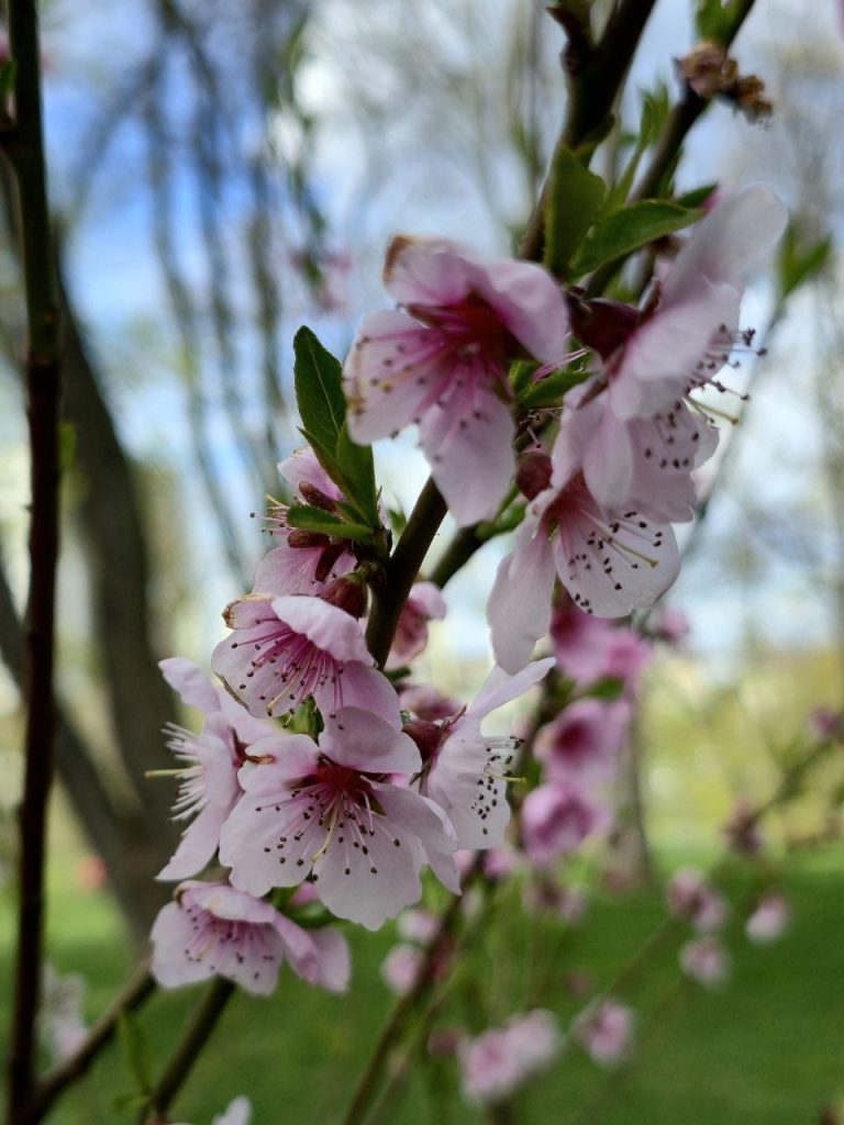 Персики цвітуть у Харкові