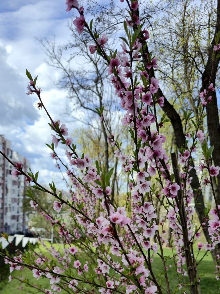 Персики цвітуть у Харкові