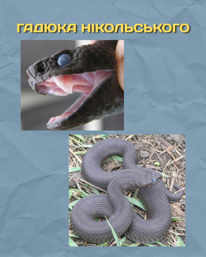 Гадюка Нікольського