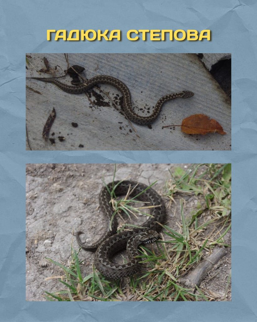 Гадюка степова