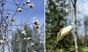 Перші квіти магнолій у Харкові: де побачити розквіт (фото)