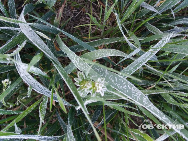 Травневе потепління під питанням — харків’ян попереджають про нові заморозки